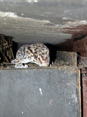 Chondrodactylus turneri