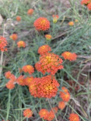 Lasiosiphon rubescens