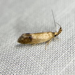 Eremnozona straminea