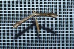 Stenoptilia