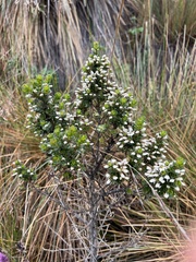 Baccharis tricuneata
