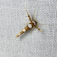 Stathmopoda triselena