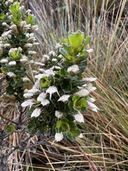 Baccharis tricuneata