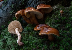 Tricholoma ustale