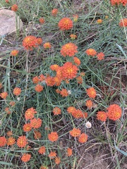 Lasiosiphon rubescens