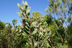 Hakea laevipes