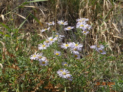 Aster biennis