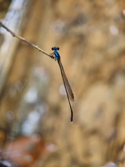 Prodasineura collaris