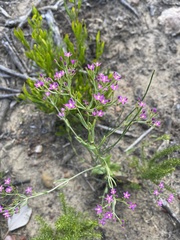 Centaurium tenuiflorum