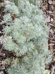 Artemisia schmidtiana