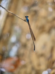 Prodasineura collaris