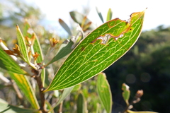Hakea laevipes