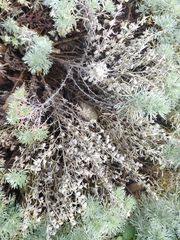 Artemisia schmidtiana