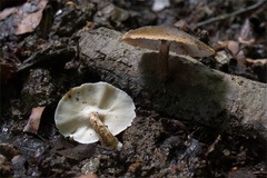 Lentinus substrictus