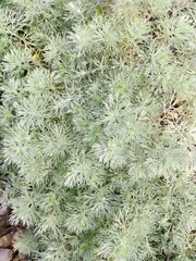 Artemisia schmidtiana