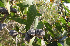 Hakea laevipes