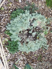 Artemisia schmidtiana