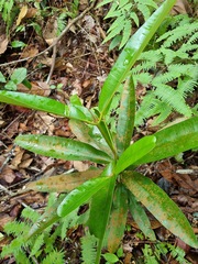 Calophyllum wallichianum