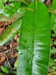 Calophyllum wallichianum