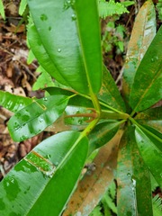 Calophyllum wallichianum