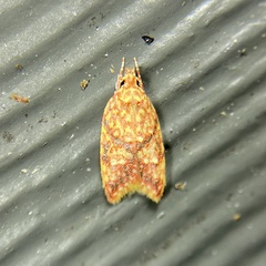 Lophopepla igniferella
