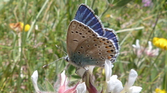 Polyommatus escheri
