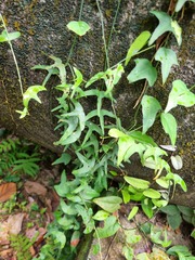 Adenia cordifolia