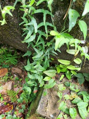 Adenia cordifolia