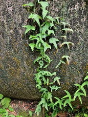 Adenia cordifolia