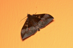 Ischyja hemiphaea