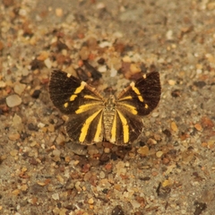 Heterusia