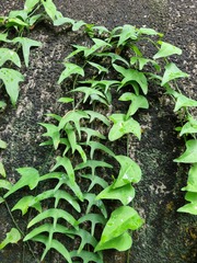 Adenia cordifolia