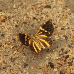 Heterusia