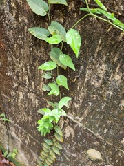 Adenia cordifolia