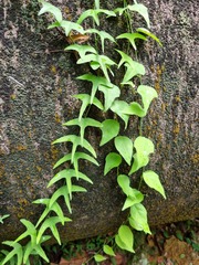 Adenia cordifolia