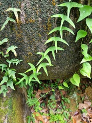 Adenia cordifolia