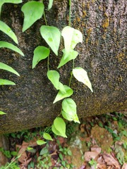Adenia cordifolia