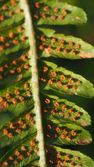 Dryopteris affinis borreri