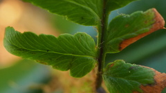 Dryopteris affinis borreri