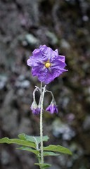 Solanum fendleri