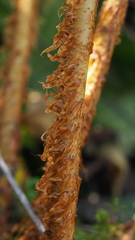 Dryopteris affinis borreri