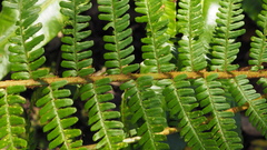 Dryopteris affinis borreri