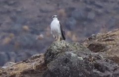 Geranoaetus polyosoma