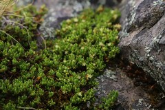 Muehlenbeckia volcanica