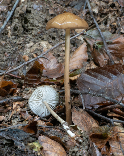 Korijenjača (Oudemansiella radicata)