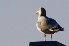 Larus argentatus
