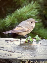 Pachycephala fuliginosa