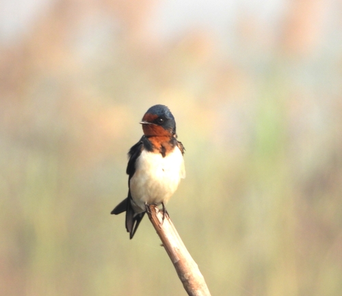 Barn Swallow