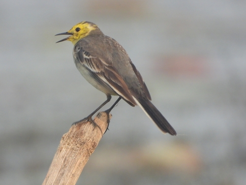 Citrine Wagtail