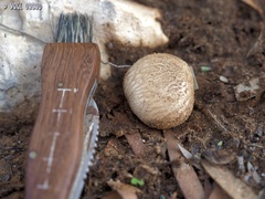 Scleroderma meridionale